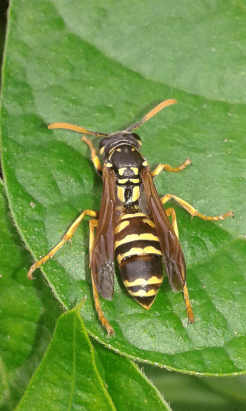 Polistes dominula (Vespidae)? S, parassitata